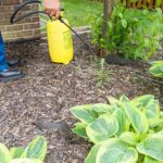 WeedKiller2 WeedKiller2